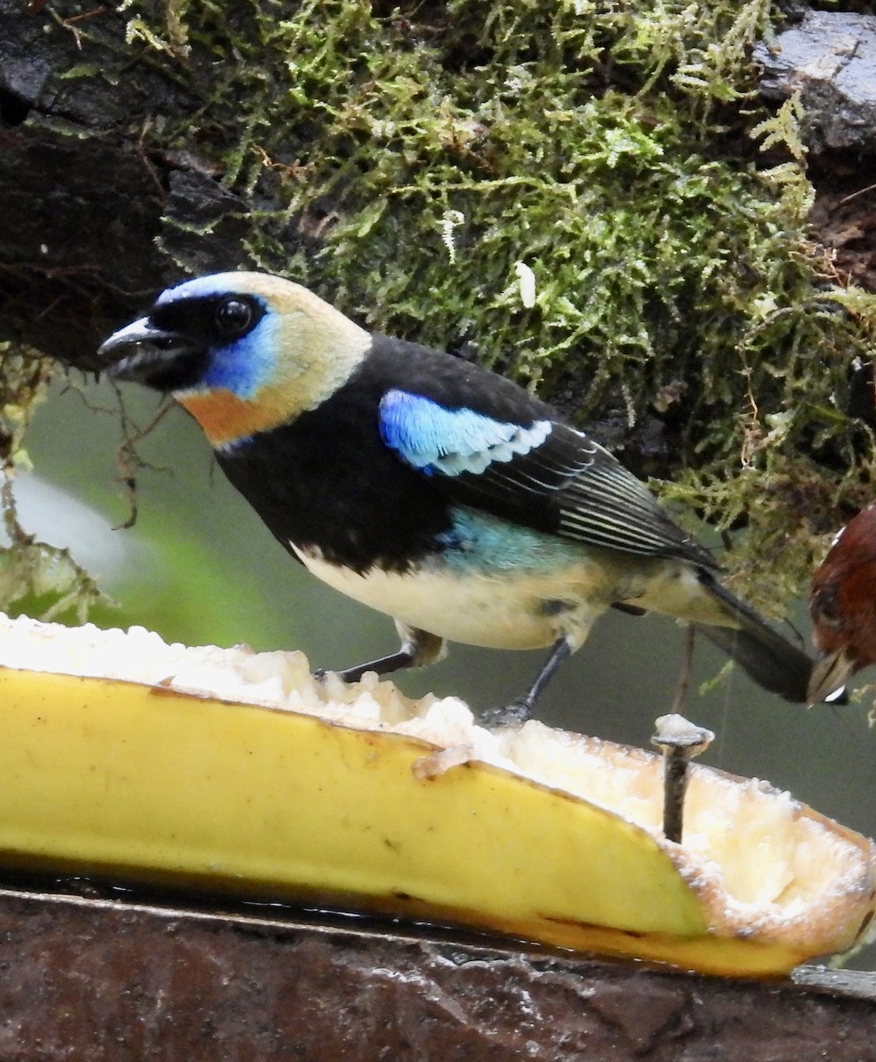 Золотистоголовая танагра - ML647196319