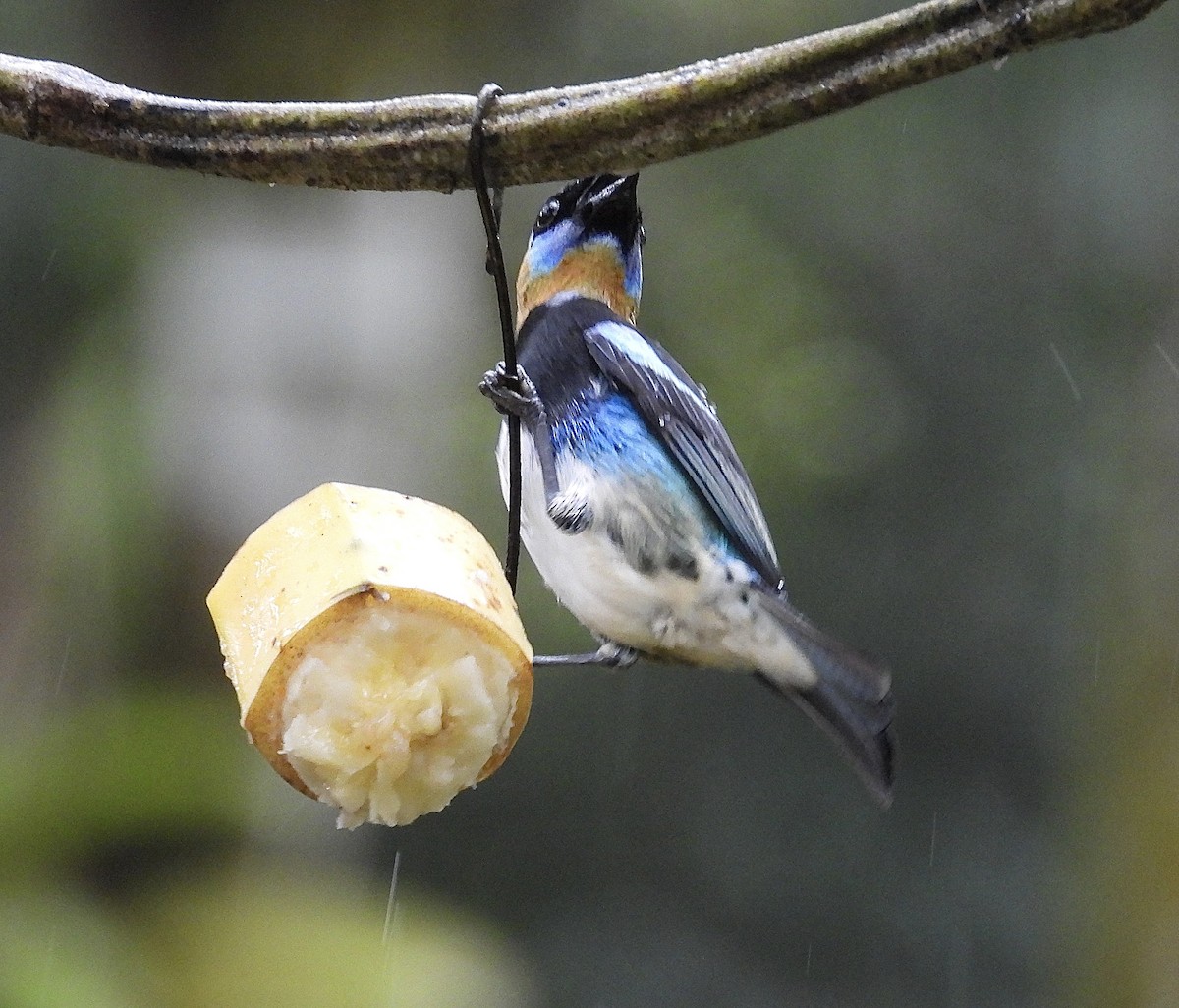 Золотистоголовая танагра - ML647196320