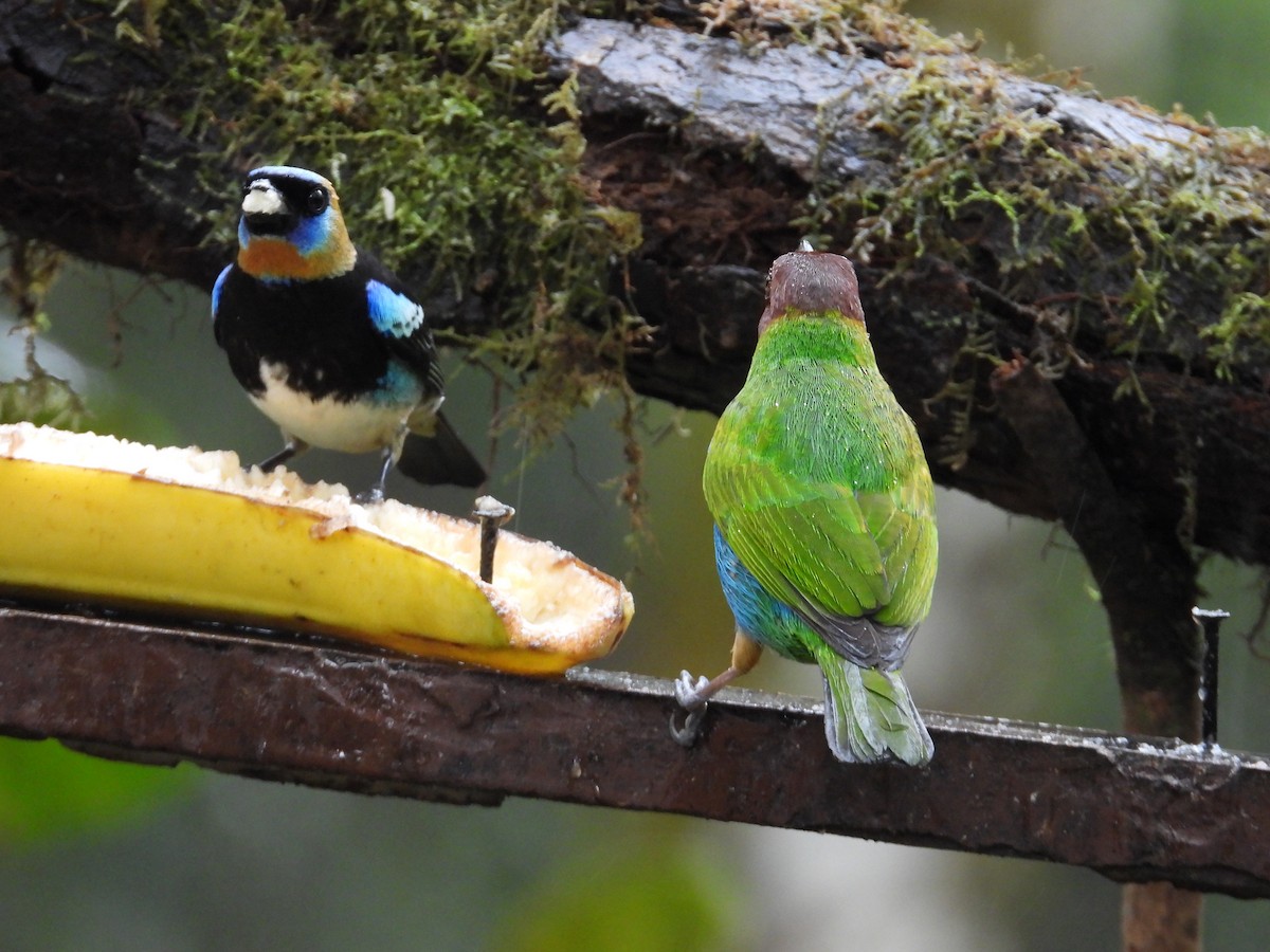 Золотистоголовая танагра - ML647196321