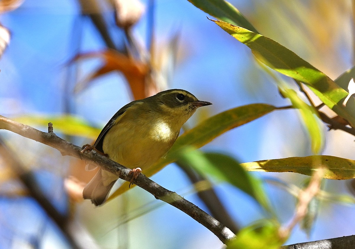 Black-throated Blue Warbler - ML647196326