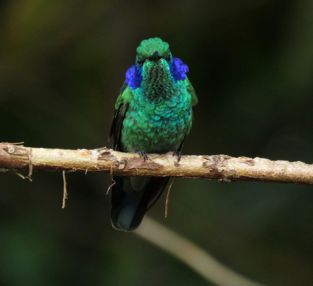 Lesser Violetear - ML647196327