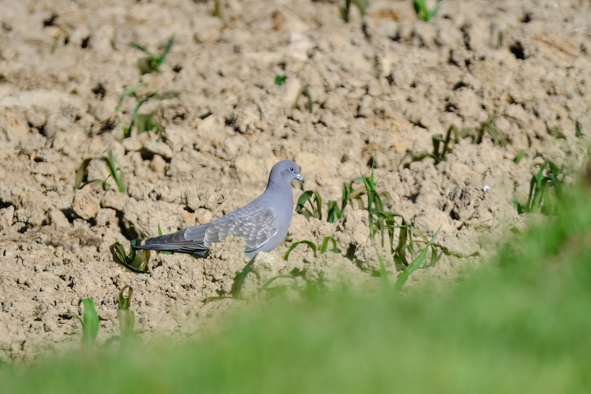 Spot-winged Pigeon - ML647196335