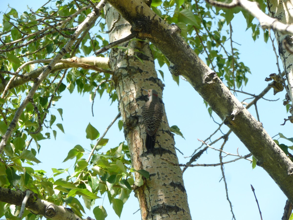 Northern Flicker - ML647196346