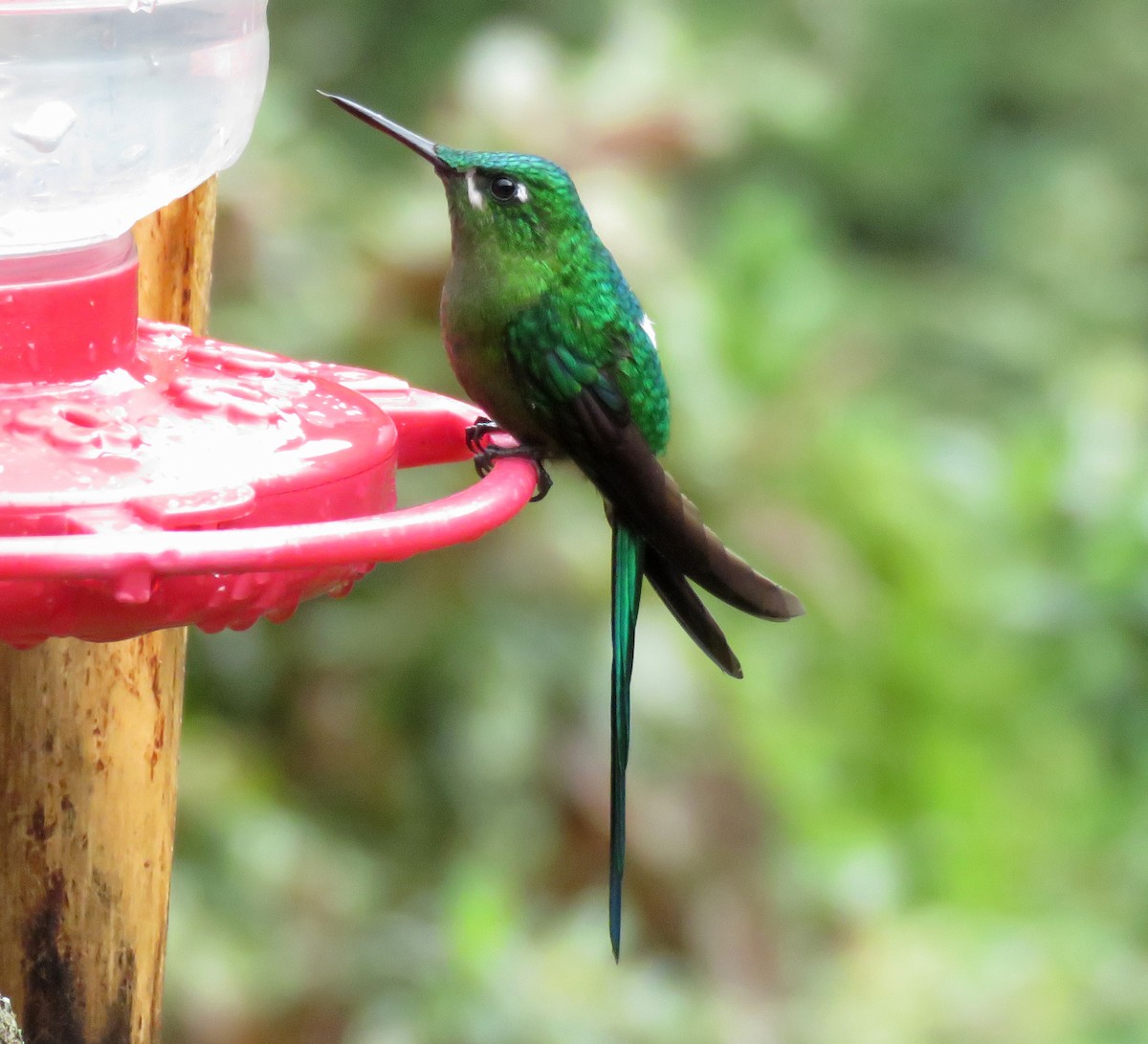 Long-tailed Sylph - ML647196350
