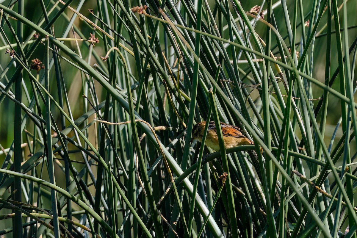 Wren-like Rushbird - ML647196351