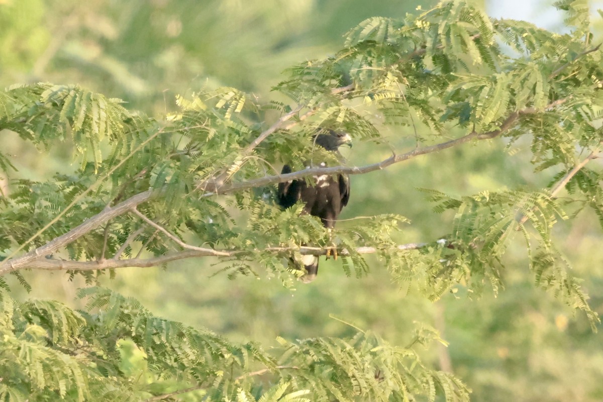 Common Black Hawk - ML647196352
