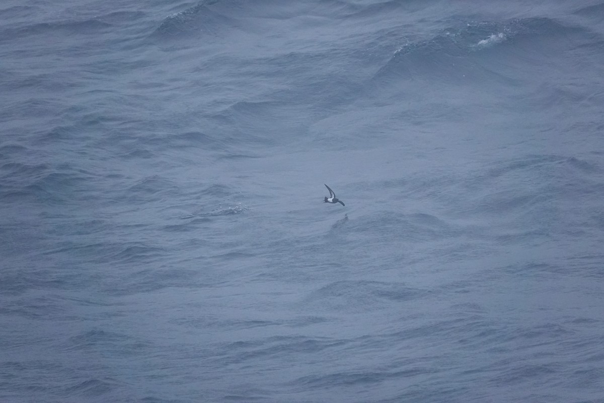 Black-bellied Storm-Petrel (Subantarctic) - ML647196355