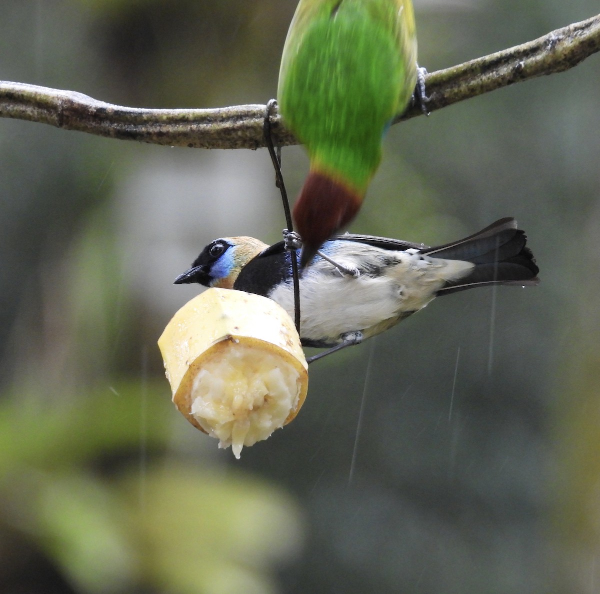 Золотистоголовая танагра - ML647196357