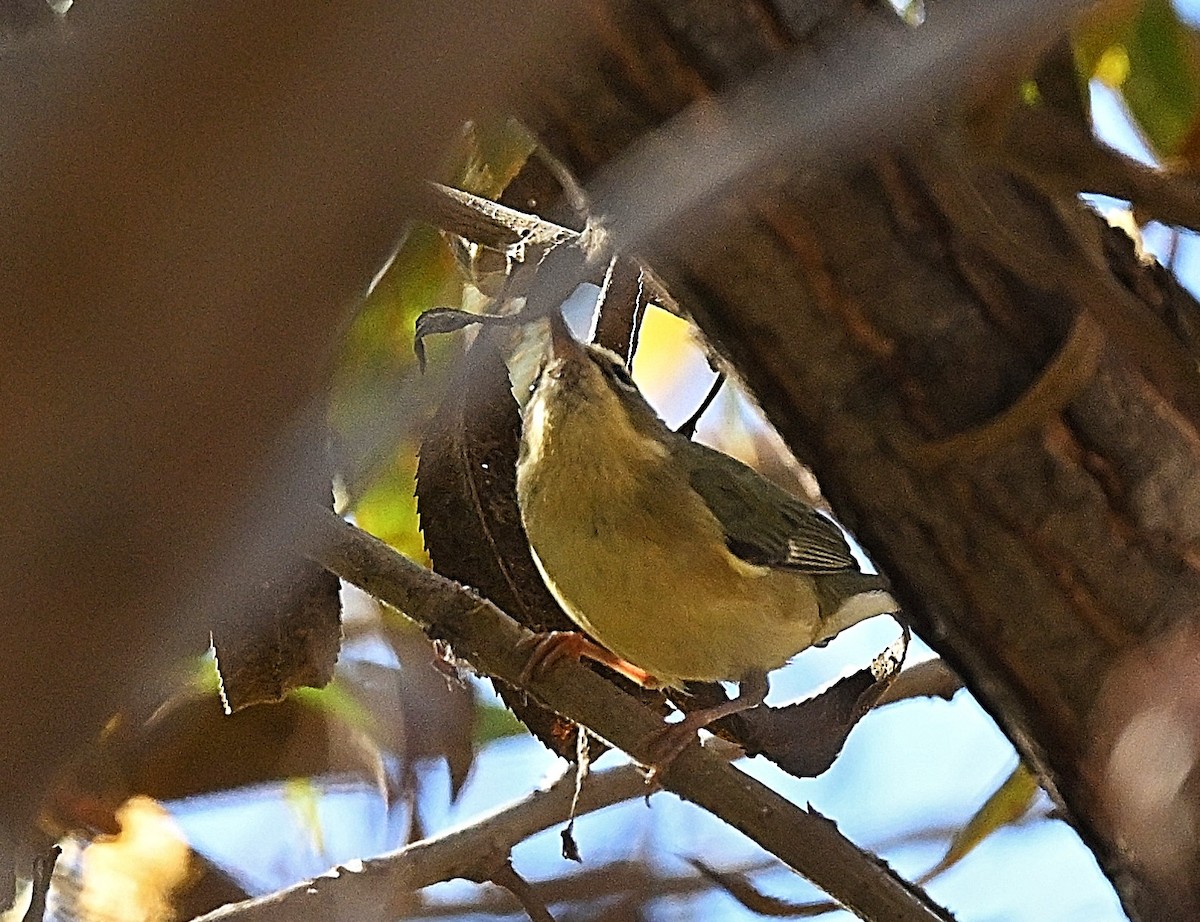 Black-throated Blue Warbler - ML647196363