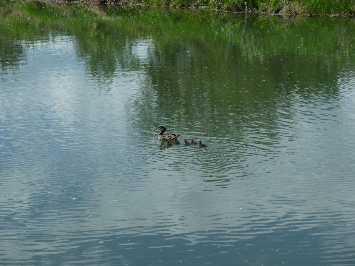 kachnička karolínská - ML647196378