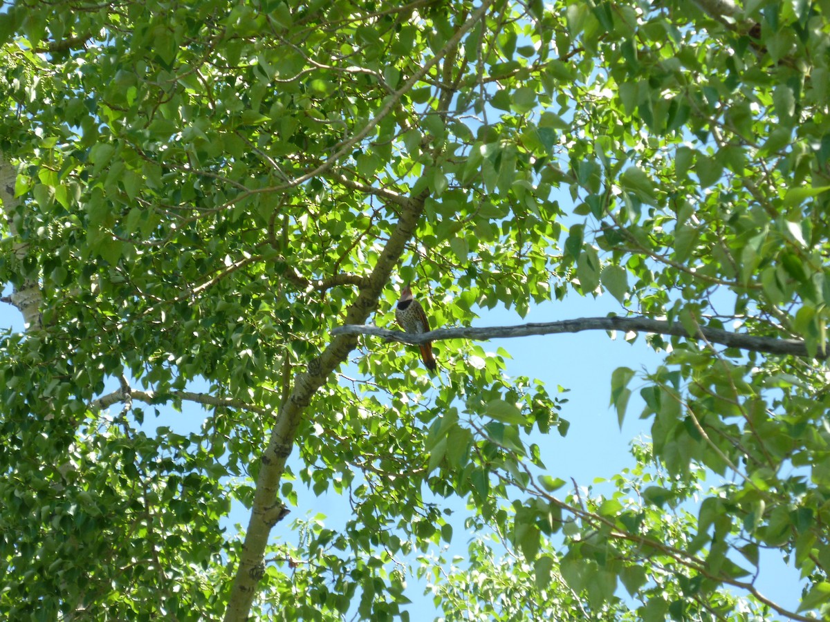 Northern Flicker - ML647196386