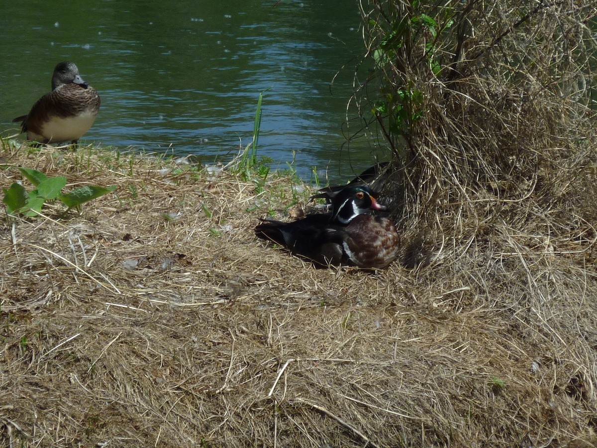 kachnička karolínská - ML647196399