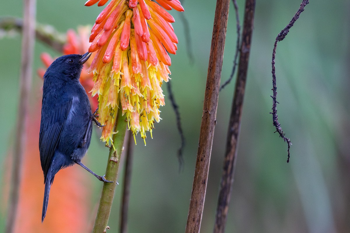 Pinchaflor Flanquiblanco - ML647196402