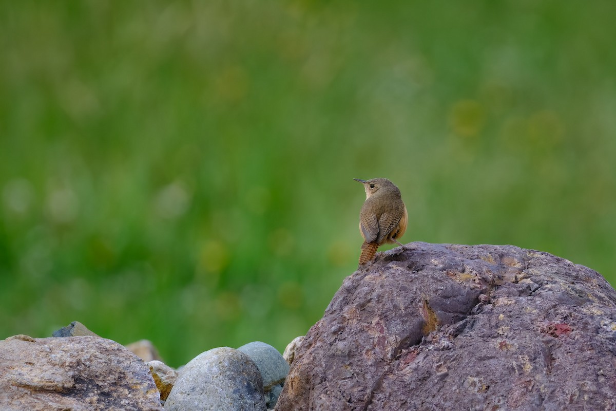 Southern House Wren - ML647196404