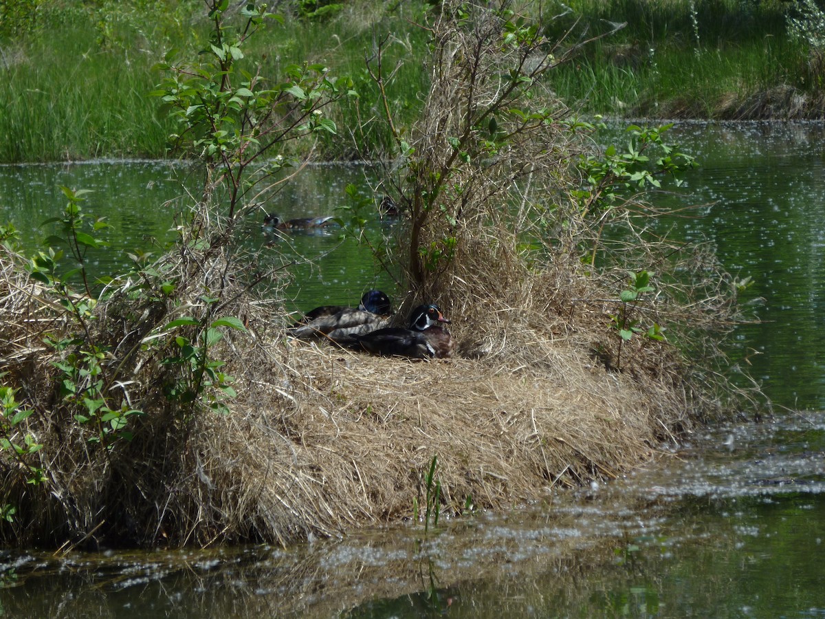 kachnička karolínská - ML647196405
