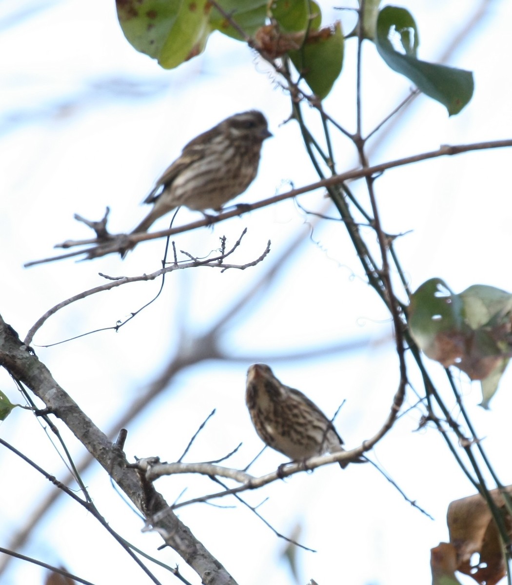 ムラサキマシコ - ML647196407