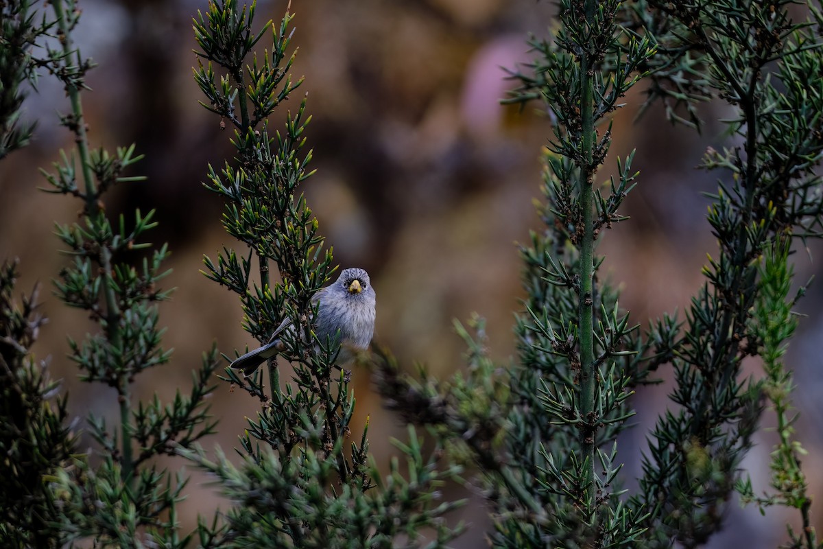 Band-tailed Seedeater - ML647196412