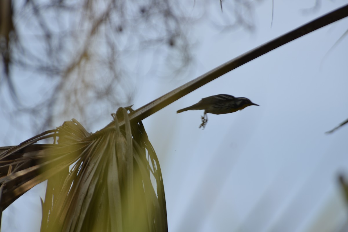 Goldkehl-Waldsänger - ML647196420