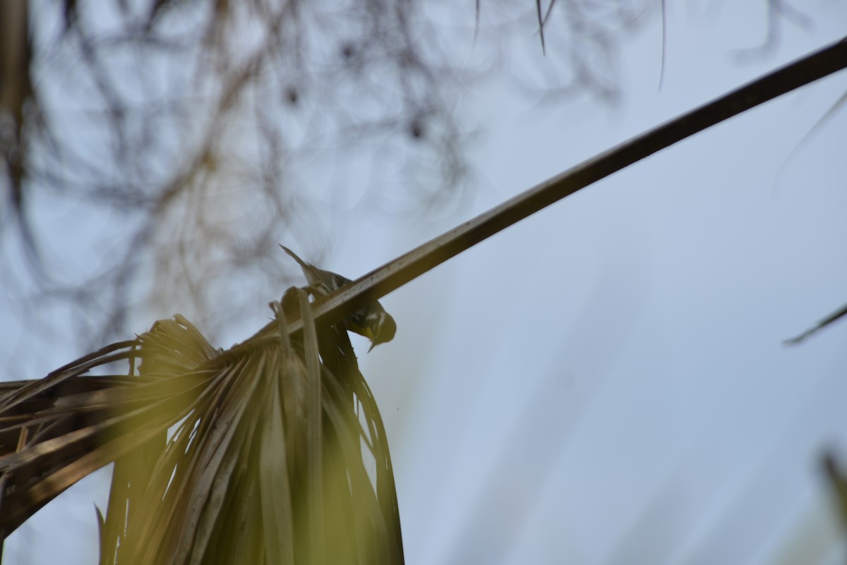 Goldkehl-Waldsänger - ML647196421