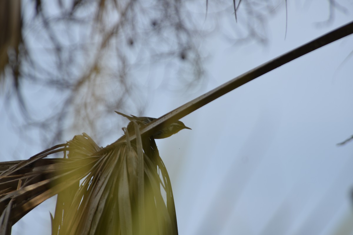 Goldkehl-Waldsänger - ML647196422