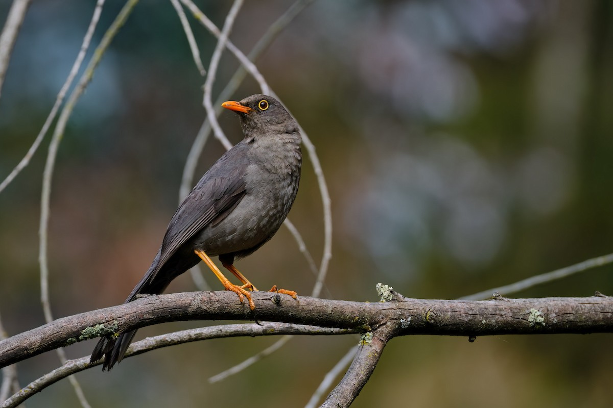 Great Thrush - ML647196423