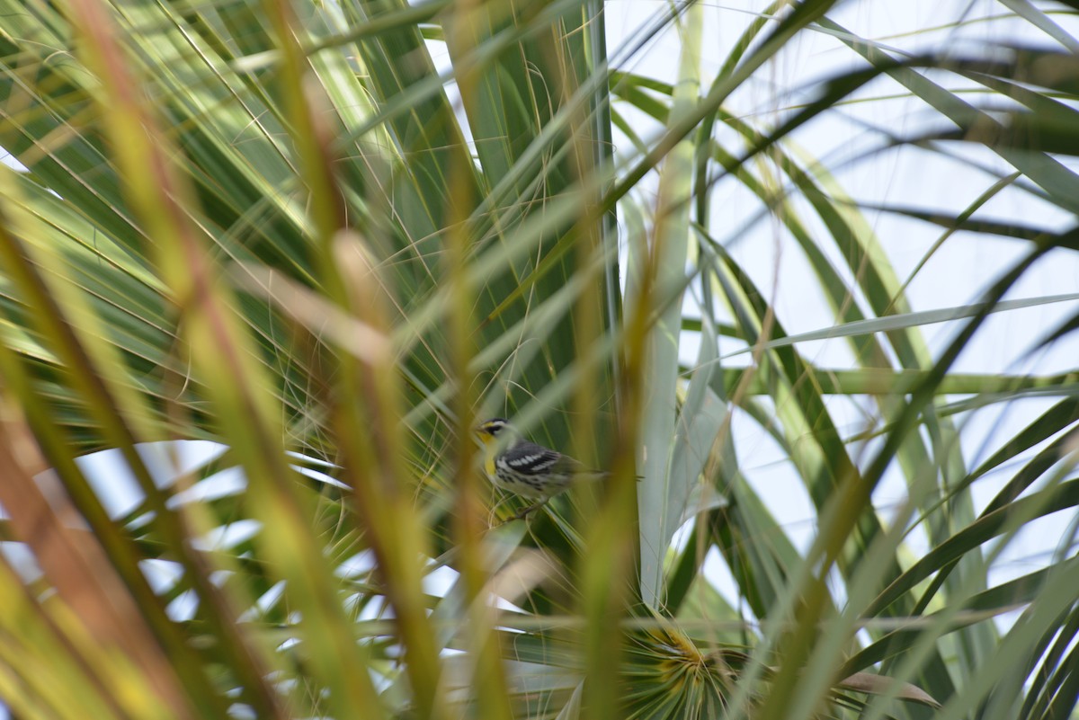 Goldkehl-Waldsänger - ML647196425