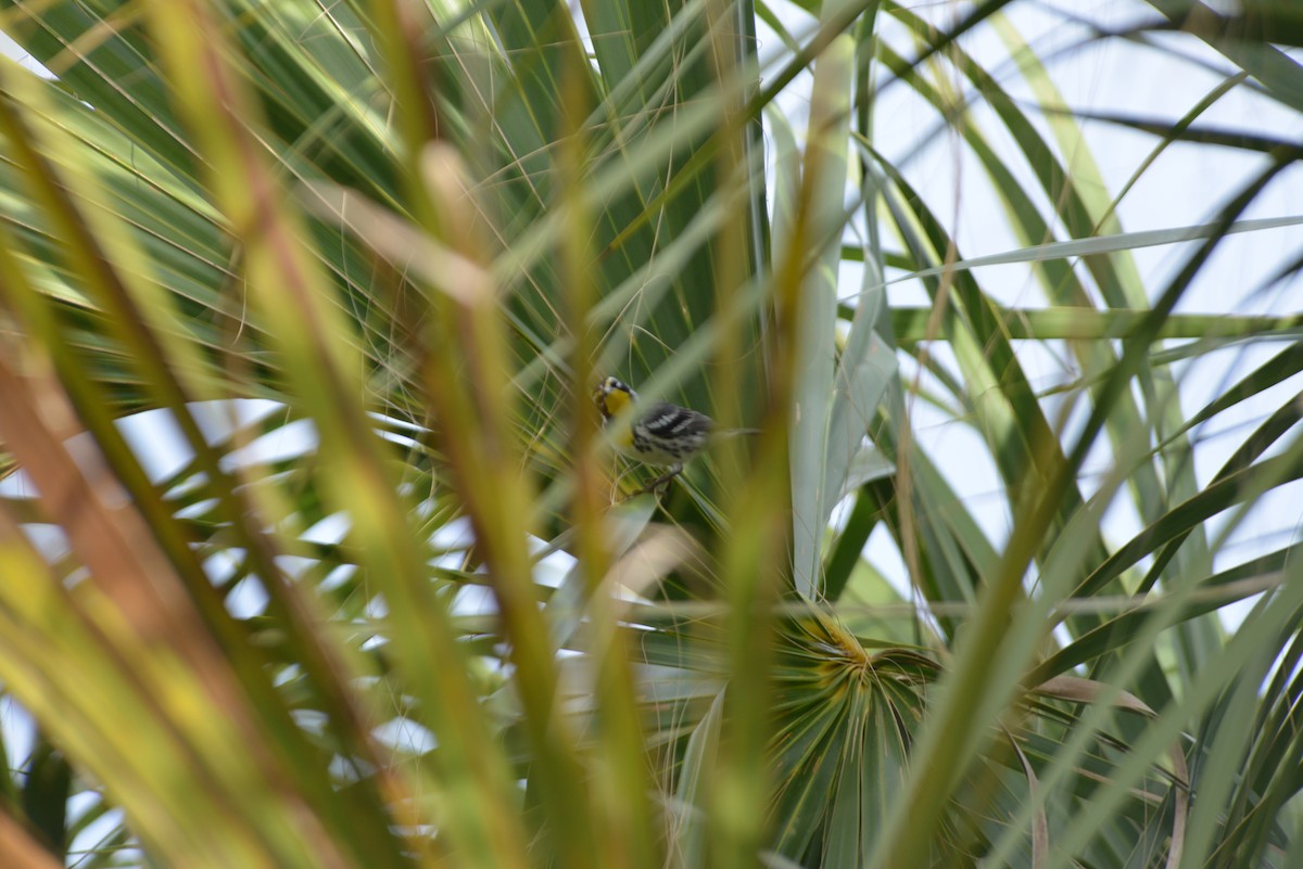 Goldkehl-Waldsänger - ML647196426