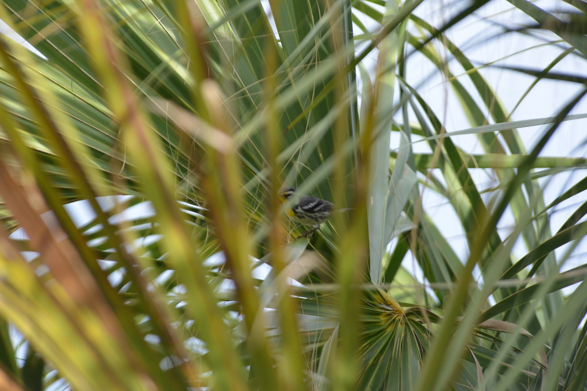 Goldkehl-Waldsänger - ML647196427