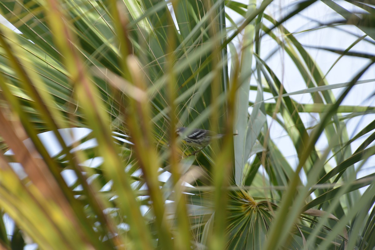 Goldkehl-Waldsänger - ML647196428