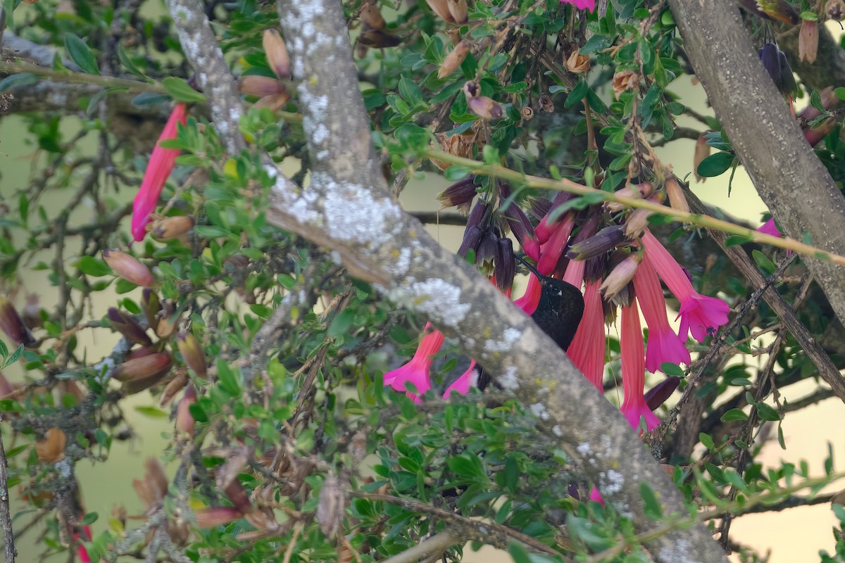 Black Metaltail - ML647196430