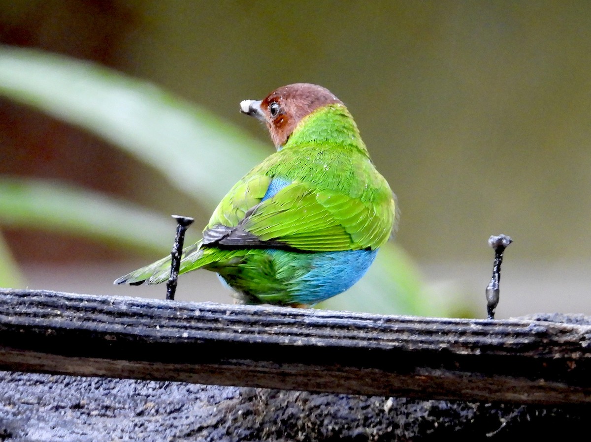 Tangara Cabecibaya - ML647196432