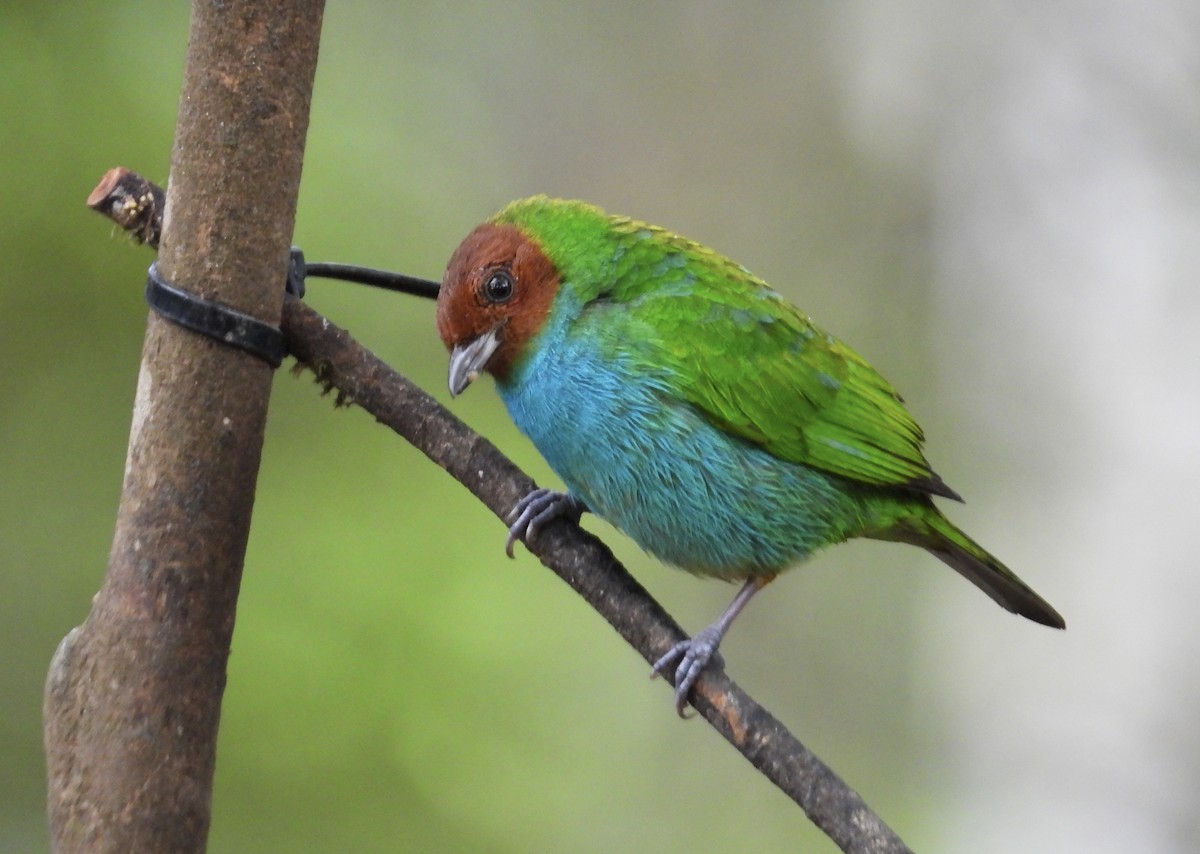 Tangara Cabecibaya - ML647196433