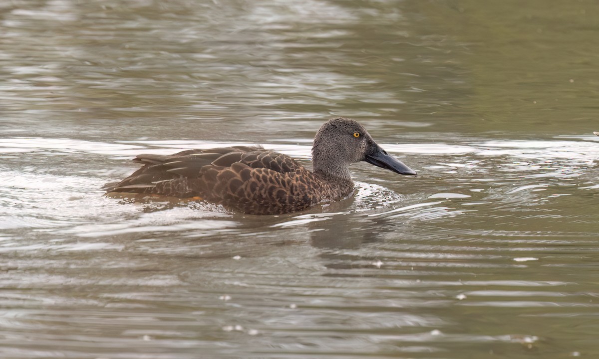 Canard bridé - ML647196434