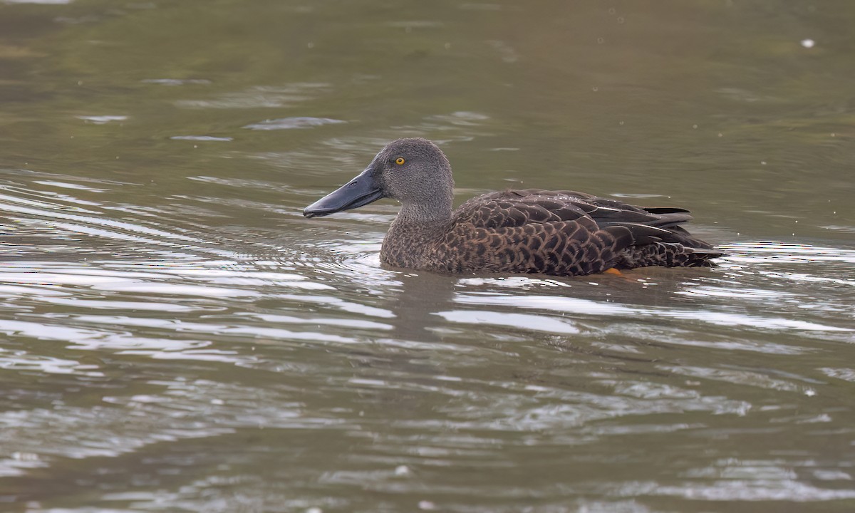 Canard bridé - ML647196435