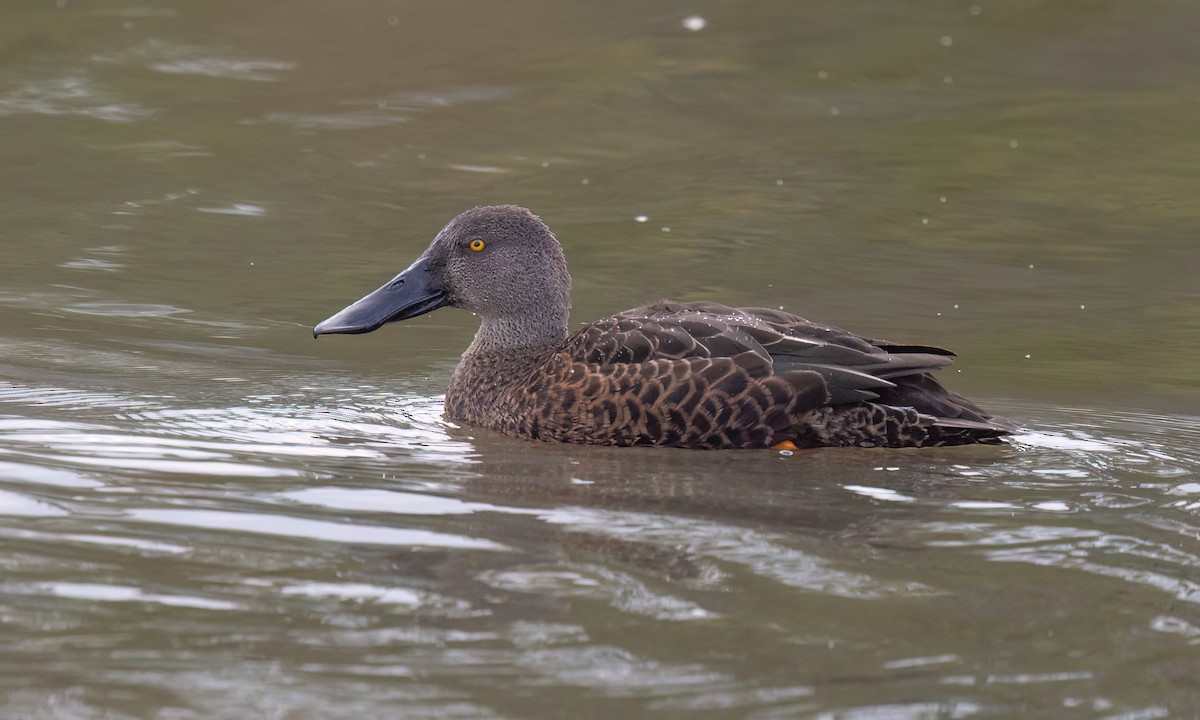 Canard bridé - ML647196436