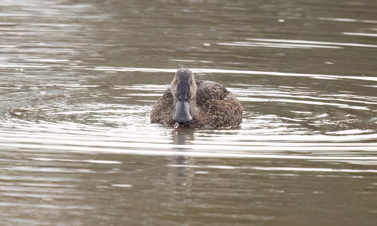 Canard bridé - ML647196437
