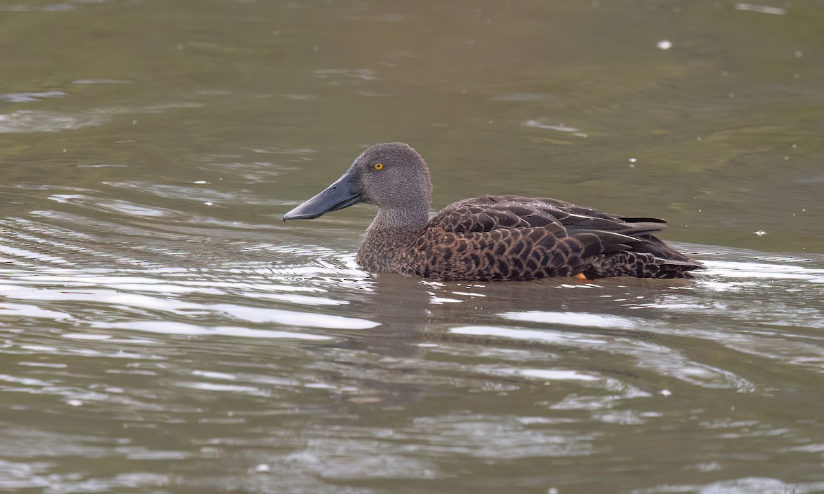 Canard bridé - ML647196438