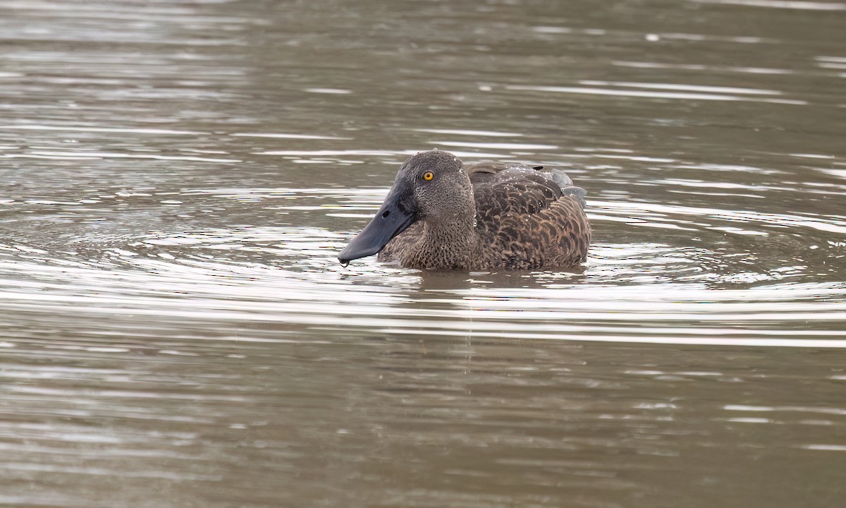 Canard bridé - ML647196439