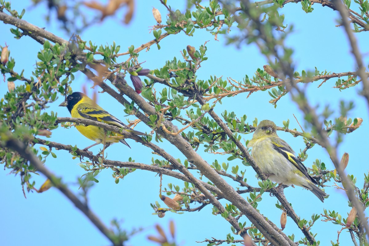 Hooded Siskin - ML647196440