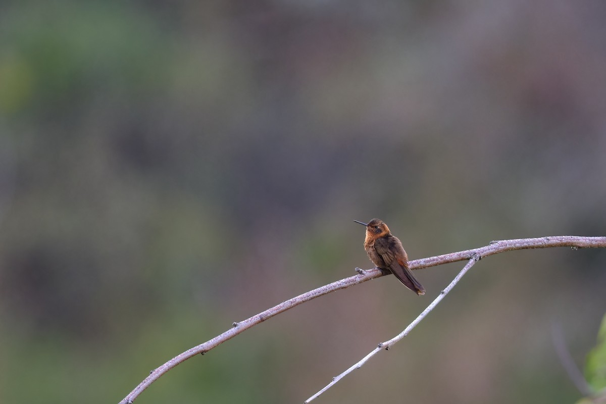 Shining Sunbeam - ML647196453