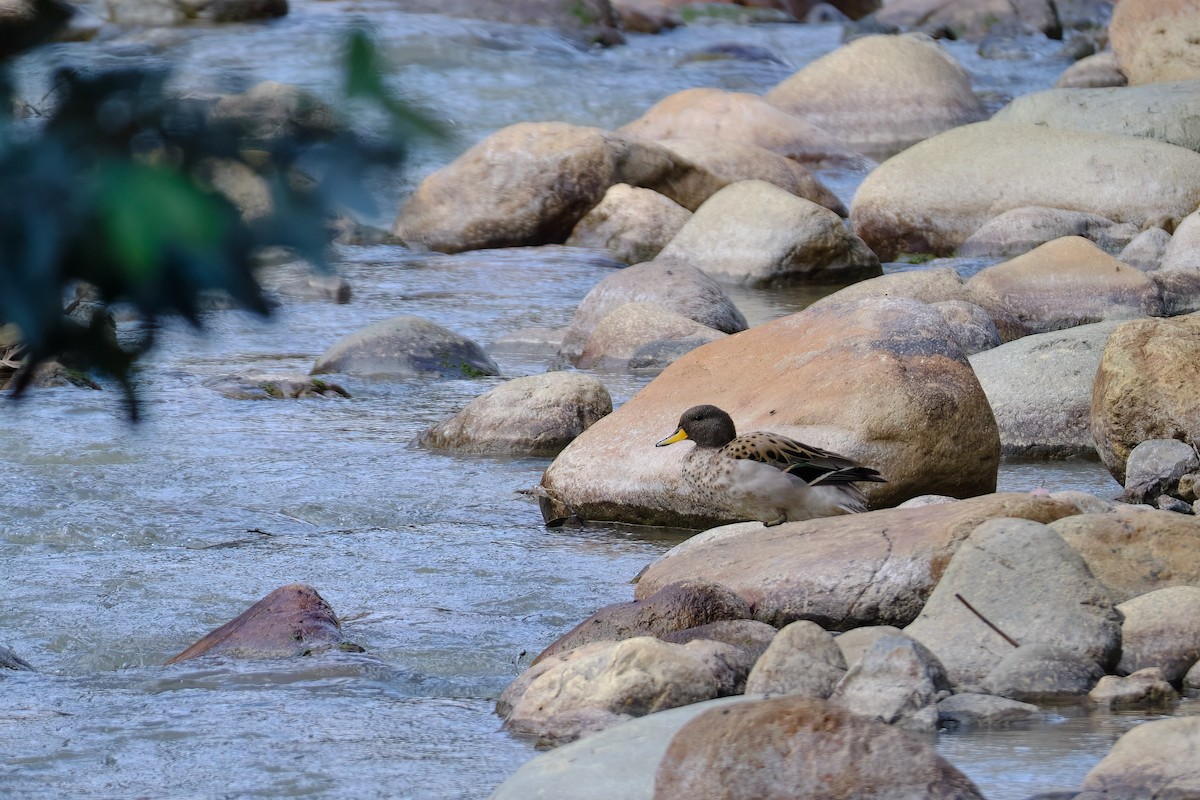 Yellow-billed Teal - ML647196456