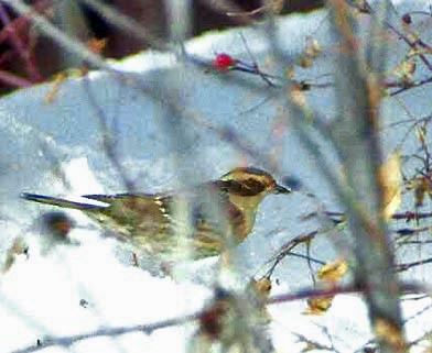 pěvuška sibiřská - ML647196464