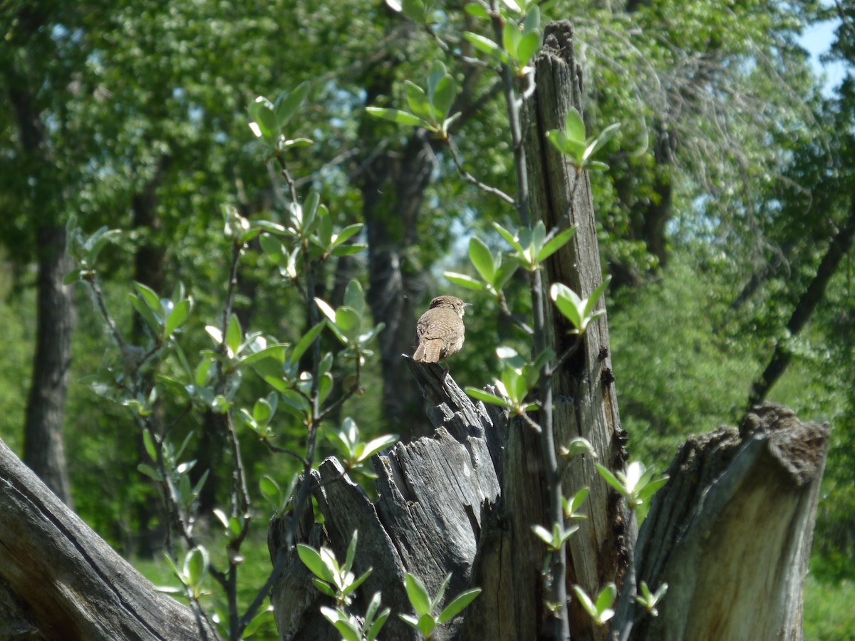 Northern House Wren - ML647196467