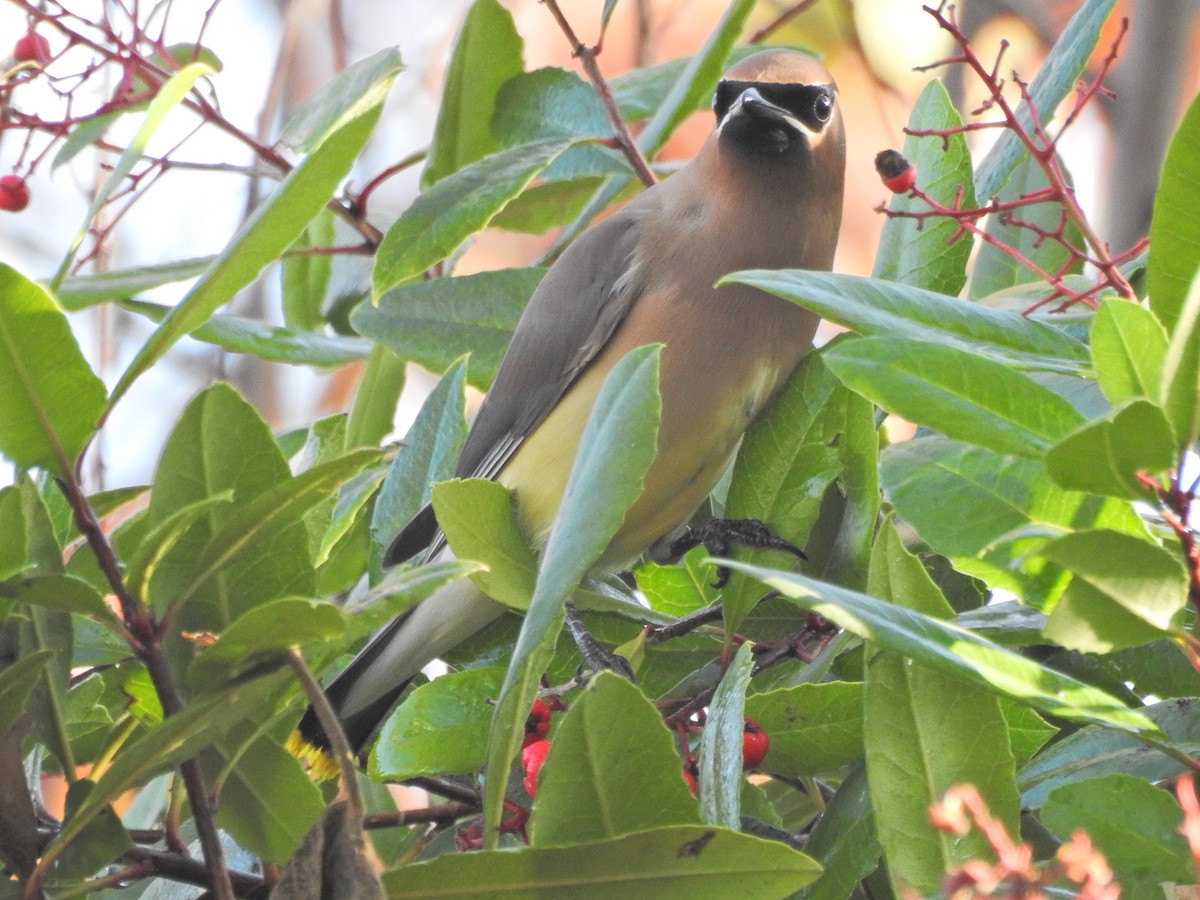 Cedar Waxwing - ML647196469