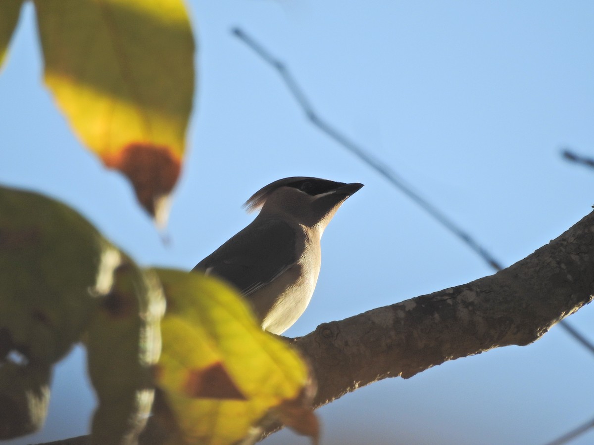 Cedar Waxwing - ML647196470