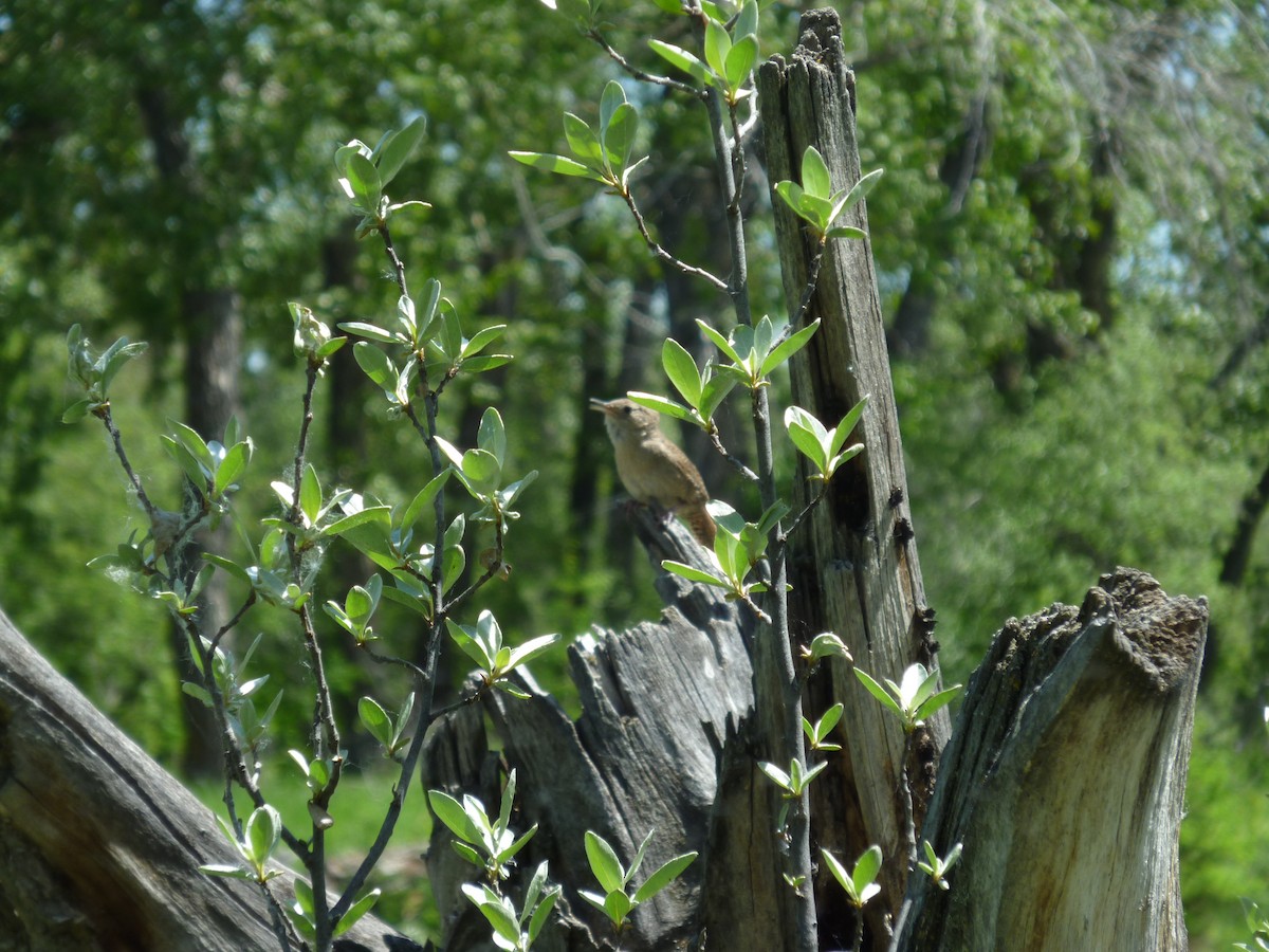 Northern House Wren - ML647196476