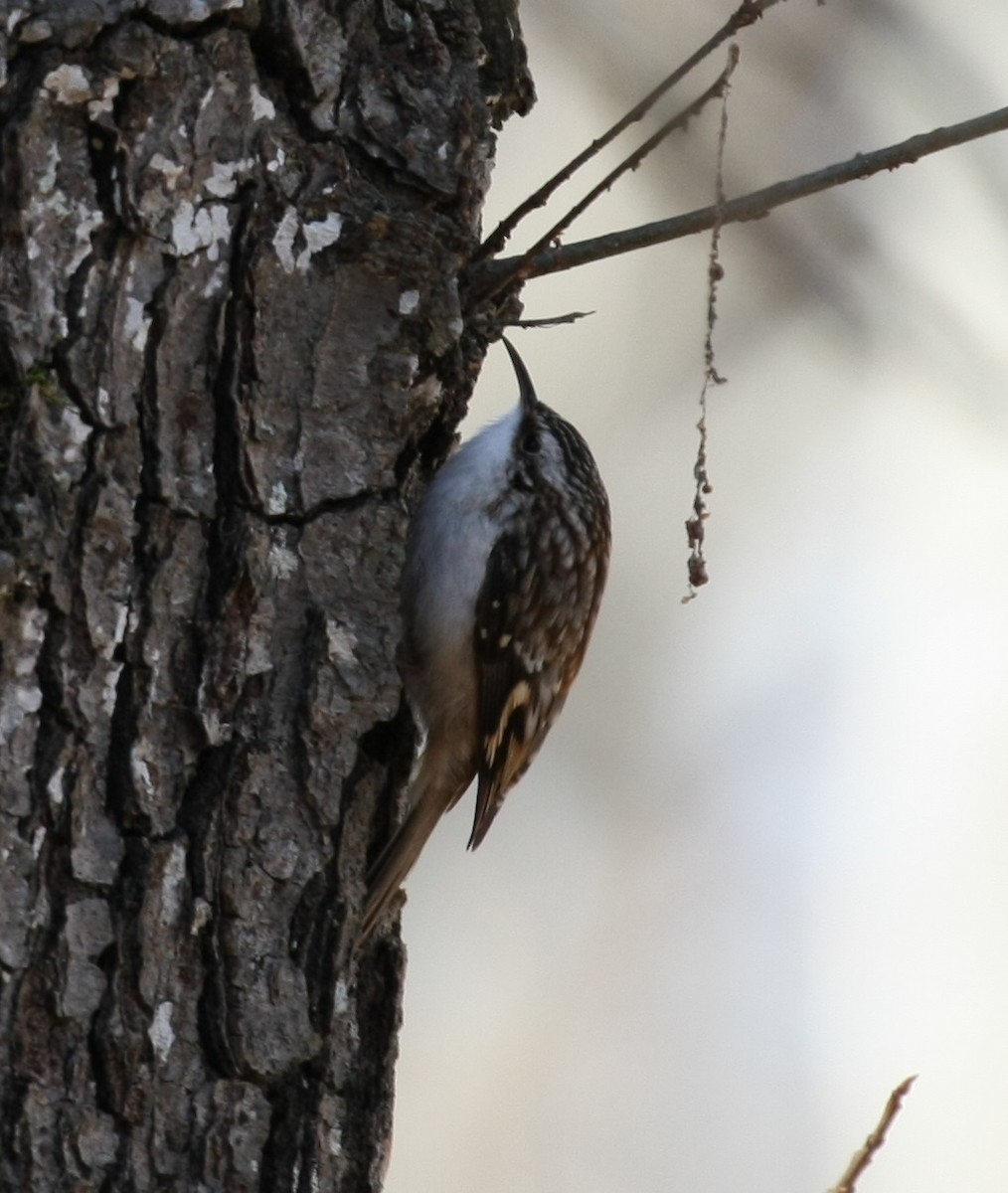 Brown Creeper - ML647196503