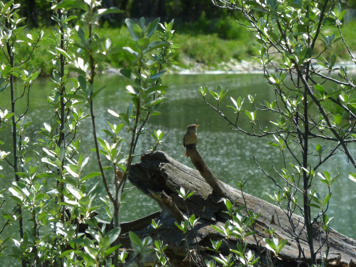 Northern House Wren - ML647196507