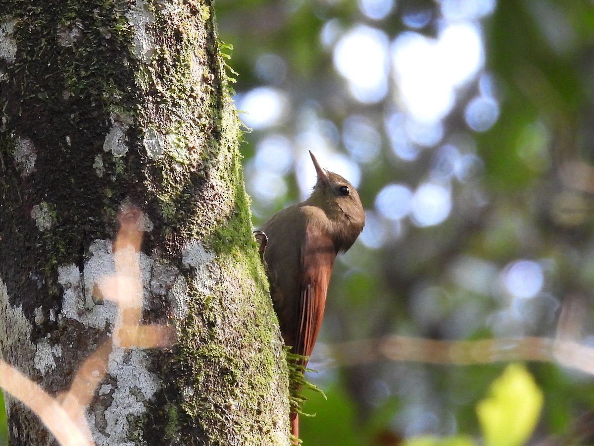 Olivaceous Woodcreeper - ML647196516