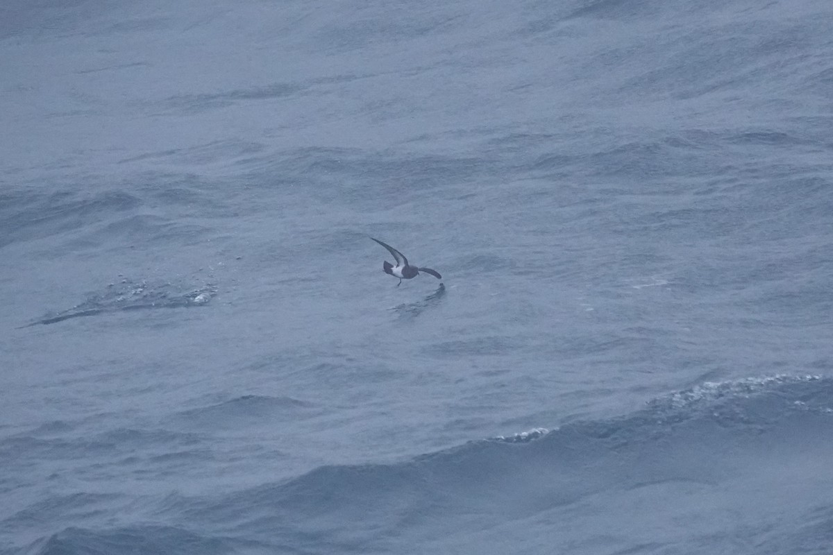 Black-bellied Storm-Petrel (Subantarctic) - ML647196521